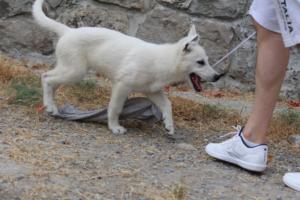 White-Swiss-Shepherd-Puppies-BTWWLPups-290619-0055