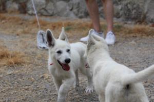 White-Swiss-Shepherd-Puppies-BTWWLPups-290619-0076