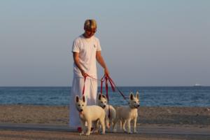White-Swiss-Shepherd-Puppies-BTWW-N-Litter-05062019-0029