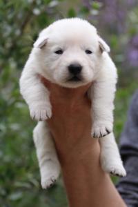 White-Swiss-Shepherd-Puppies-BTWW-Legend-Puppies-220419-0001
