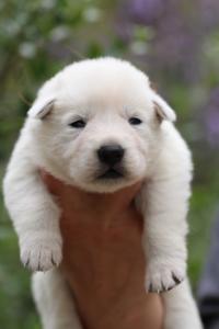 White-Swiss-Shepherd-Puppies-BTWW-Legend-Puppies-220419-0003