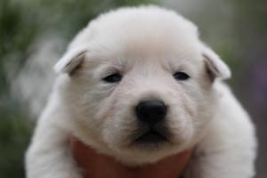 White-Swiss-Shepherd-Puppies-BTWW-Legend-Puppies-220419-0004