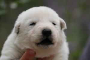 White-Swiss-Shepherd-Puppies-BTWW-Legend-Puppies-220419-0010