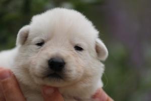 White-Swiss-Shepherd-Puppies-BTWW-Legend-Puppies-220419-0012