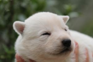 White-Swiss-Shepherd-Puppies-BTWW-Legend-Puppies-220419-0018