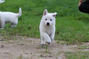 White-Swiss-Shepherd-Puppies-BTWW-L-litter-200915-0002
