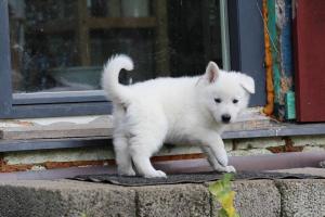 White-Swiss-Shepherd-Puppies-BTWW-L-litter-200915-0066