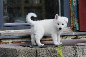 White-Swiss-Shepherd-Puppies-BTWW-L-litter-200915-0067