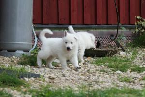 White-Swiss-Shepherd-Puppies-BTWW-L-litter-200915-0181
