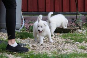 White-Swiss-Shepherd-Puppies-BTWW-L-litter-200915-0182