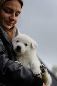 White-Swiss-Shepherd-Puppies-BTWW-L-litter-200915-0192