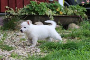 White-Swiss-Shepherd-Puppies-BTWW-L-litter-200915-0196