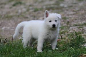 White-Swiss-Shepherd-Puppies-BTWW-L-litter-200915-0494