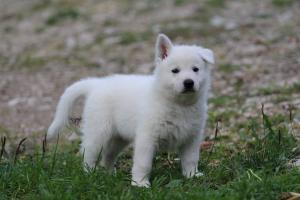 White-Swiss-Shepherd-Puppies-BTWW-L-litter-200915-0495