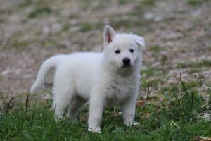 White-Swiss-Shepherd-Puppies-BTWW-L-litter-200915-0496