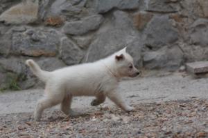White-Swiss-Shepherd-Puppies-BTWWNPups-290619-0001