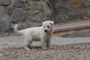 White-Swiss-Shepherd-Puppies-BTWWNPups-290619-0002