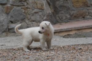 White-Swiss-Shepherd-Puppies-BTWWNPups-290619-0003