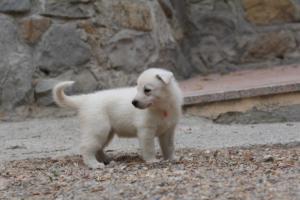 White-Swiss-Shepherd-Puppies-BTWWNPups-290619-0004