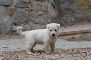 White-Swiss-Shepherd-Puppies-BTWWNPups-290619-0005