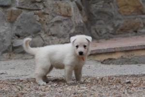 White-Swiss-Shepherd-Puppies-BTWWNPups-290619-0006