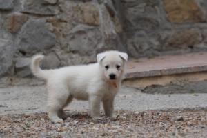 White-Swiss-Shepherd-Puppies-BTWWNPups-290619-0007