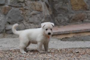 White-Swiss-Shepherd-Puppies-BTWWNPups-290619-0008