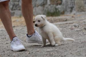 White-Swiss-Shepherd-Puppies-BTWWNPups-290619-0009