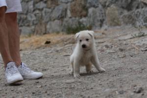 White-Swiss-Shepherd-Puppies-BTWWNPups-290619-0011