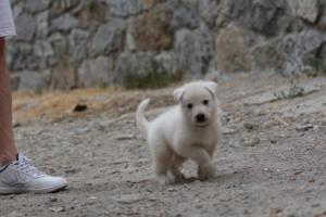 White-Swiss-Shepherd-Puppies-BTWWNPups-290619-0012