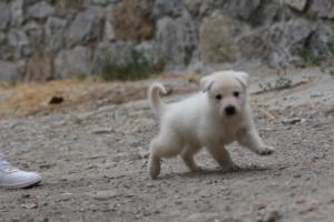 White-Swiss-Shepherd-Puppies-BTWWNPups-290619-0013