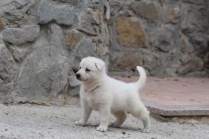 White-Swiss-Shepherd-Puppies-BTWWNPups-290619-0015