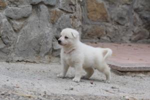 White-Swiss-Shepherd-Puppies-BTWWNPups-290619-0016