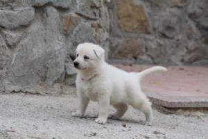 White-Swiss-Shepherd-Puppies-BTWWNPups-290619-0017
