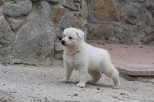 White-Swiss-Shepherd-Puppies-BTWWNPups-290619-0018