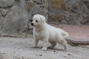White-Swiss-Shepherd-Puppies-BTWWNPups-290619-0019