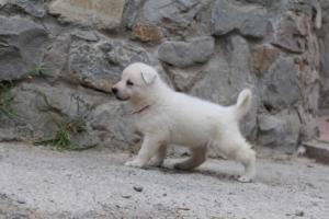 White-Swiss-Shepherd-Puppies-BTWWNPups-290619-0020