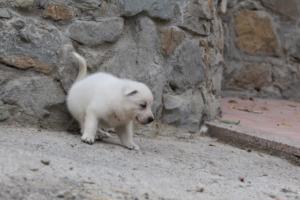 White-Swiss-Shepherd-Puppies-BTWWNPups-290619-0021