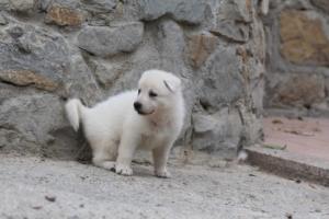 White-Swiss-Shepherd-Puppies-BTWWNPups-290619-0022