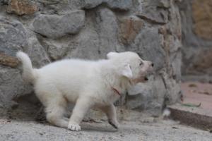 White-Swiss-Shepherd-Puppies-BTWWNPups-290619-0023