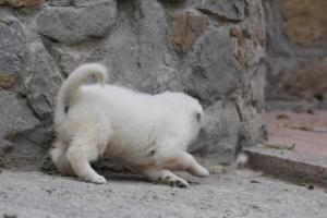 White-Swiss-Shepherd-Puppies-BTWWNPups-290619-0024
