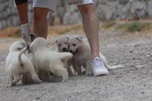 White-Swiss-Shepherd-Puppies-BTWWNPups-290619-0025