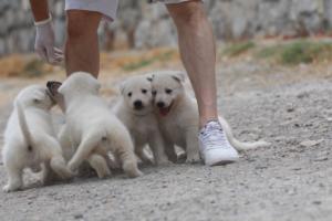 White-Swiss-Shepherd-Puppies-BTWWNPups-290619-0026