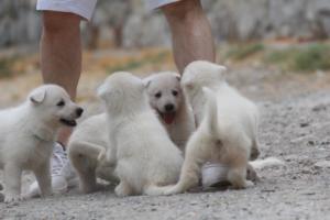White-Swiss-Shepherd-Puppies-BTWWNPups-290619-0027