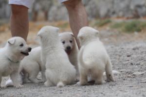 White-Swiss-Shepherd-Puppies-BTWWNPups-290619-0028