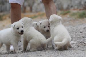 White-Swiss-Shepherd-Puppies-BTWWNPups-290619-0029