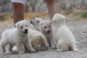White-Swiss-Shepherd-Puppies-BTWWNPups-290619-0030
