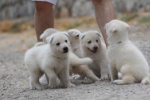 White-Swiss-Shepherd-Puppies-BTWWNPups-290619-0031