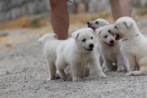 White-Swiss-Shepherd-Puppies-BTWWNPups-290619-0032