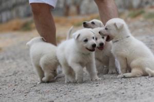 White-Swiss-Shepherd-Puppies-BTWWNPups-290619-0033